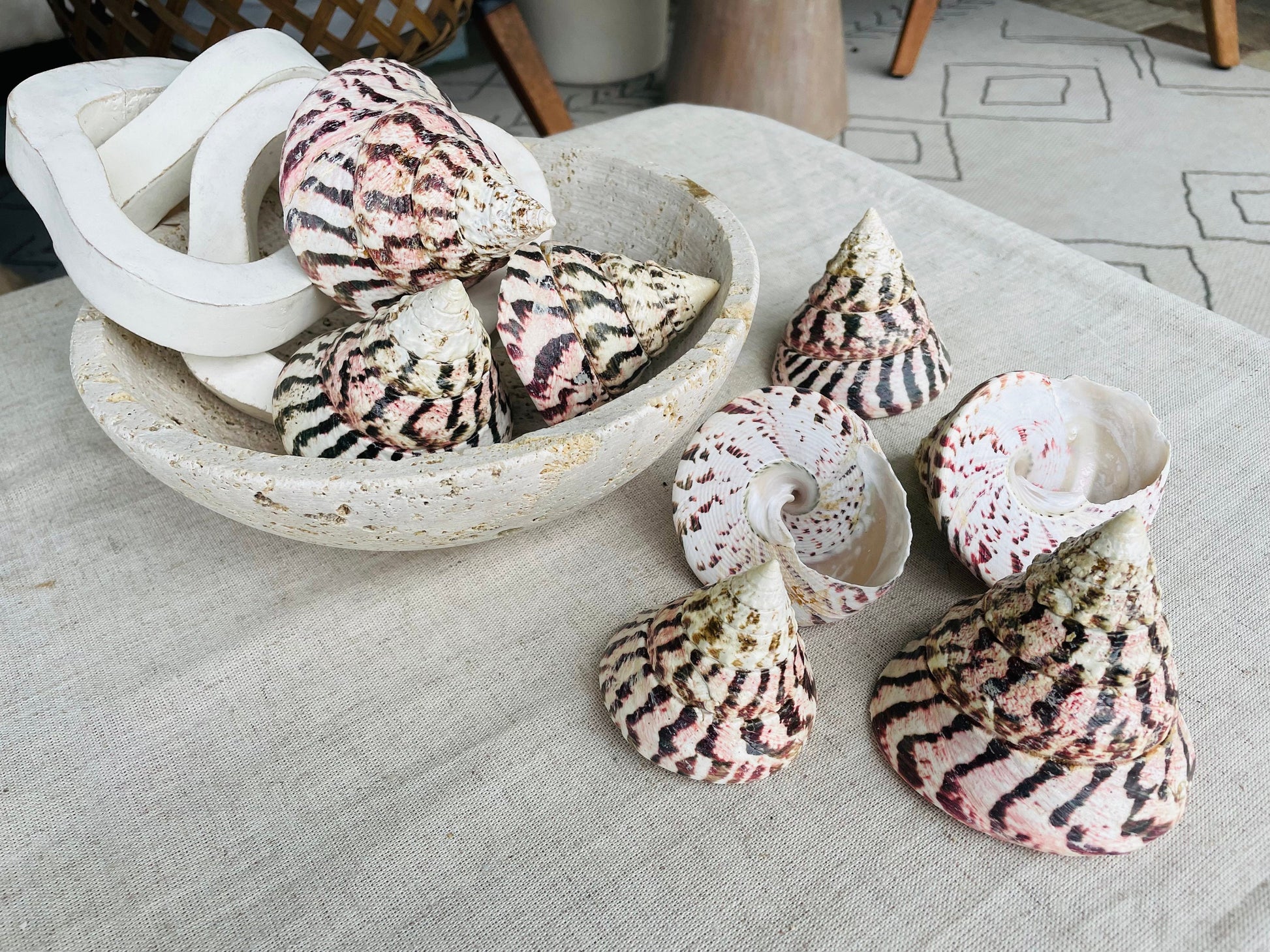 STRAWBERRY TROCHUS SHELLS *All Sizes* Natural Pink White Stripes Pyramid Top Display Seashell