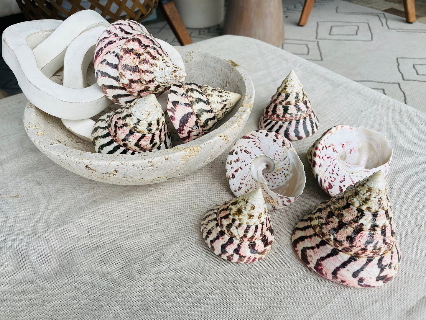 STRAWBERRY TROCHUS SHELLS *All Sizes* Natural Pink White Stripes Pyramid Top Display Seashell