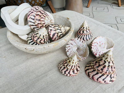 STRAWBERRY TROCHUS SHELLS *All Sizes* Natural Pink White Stripes Pyramid Top Display Seashell
