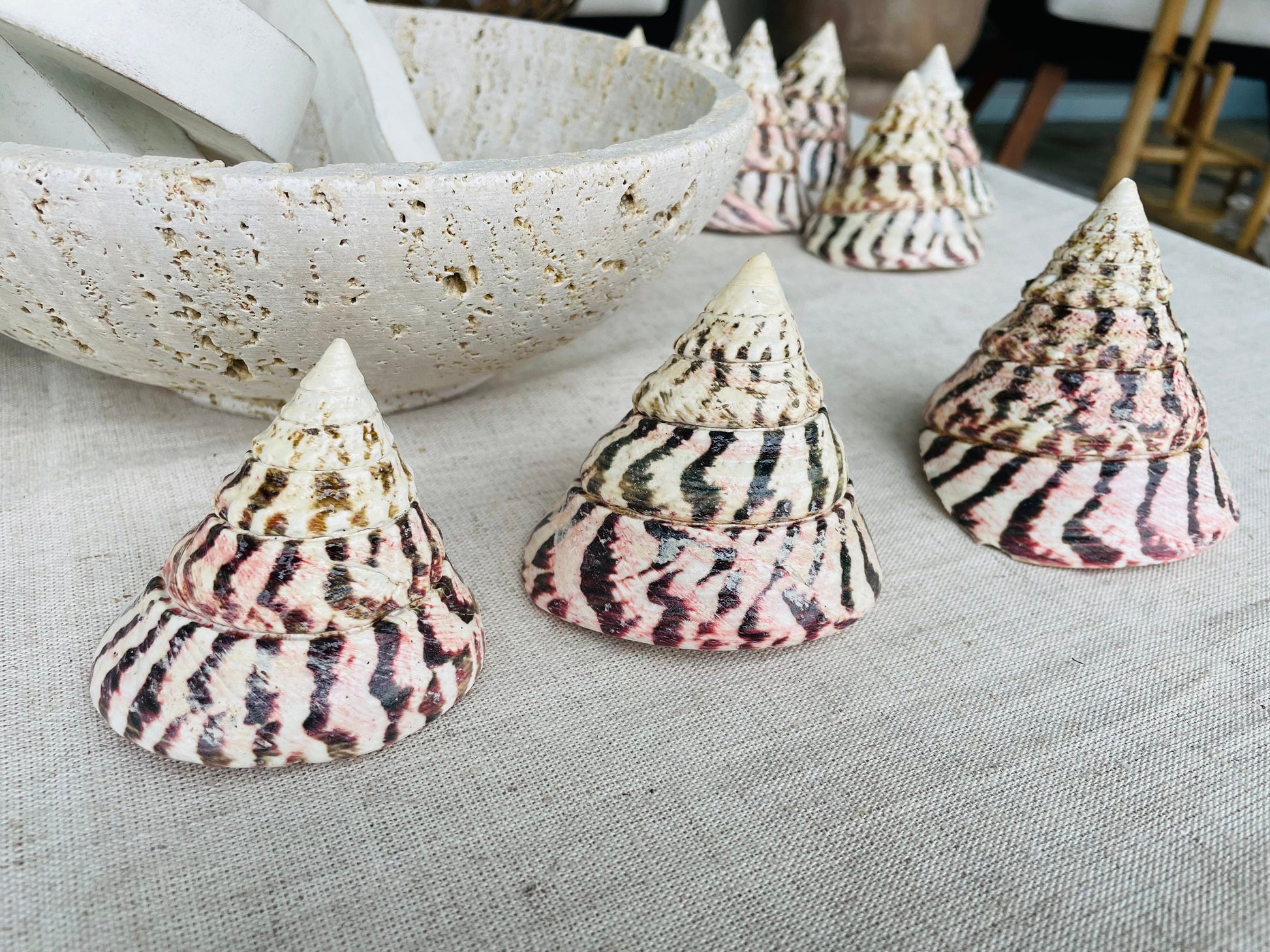 STRAWBERRY TROCHUS SHELLS *All Sizes* Natural Pink White Stripes Pyramid Top Display Seashell
