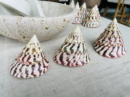 STRAWBERRY TROCHUS SHELLS *All Sizes* Natural Pink White Stripes Pyramid Top Display Seashell