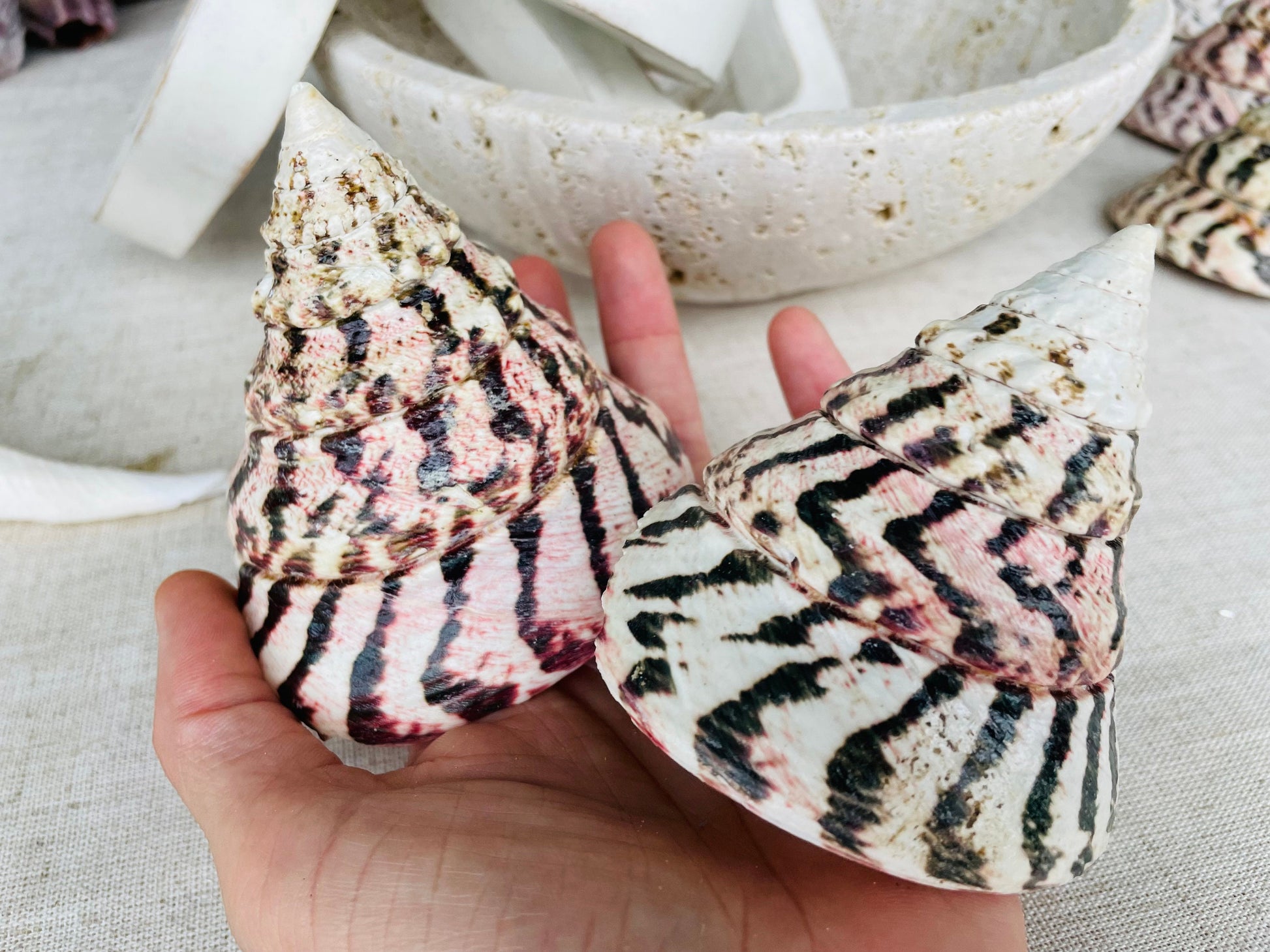 STRAWBERRY TROCHUS SHELLS *All Sizes* Natural Pink White Stripes Pyramid Top Display Seashell