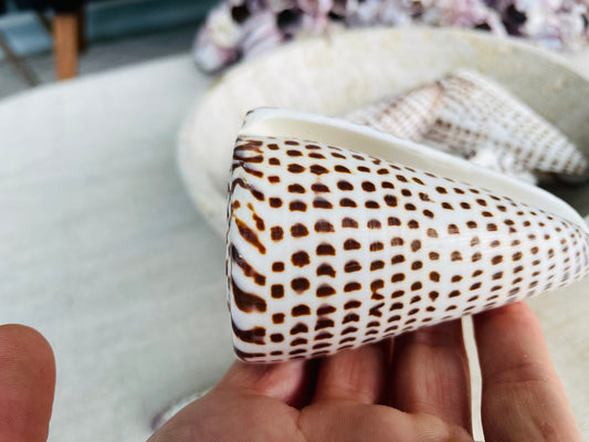 LETTERED CONE SHELL *All Sizes* Natural White Brown Spots Display Seashell Beach Nautical Décor Conus Litteratus