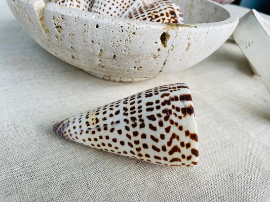LETTERED CONE SHELL *All Sizes* Natural White Brown Spots Display Seashell Beach Nautical Décor Conus Litteratus