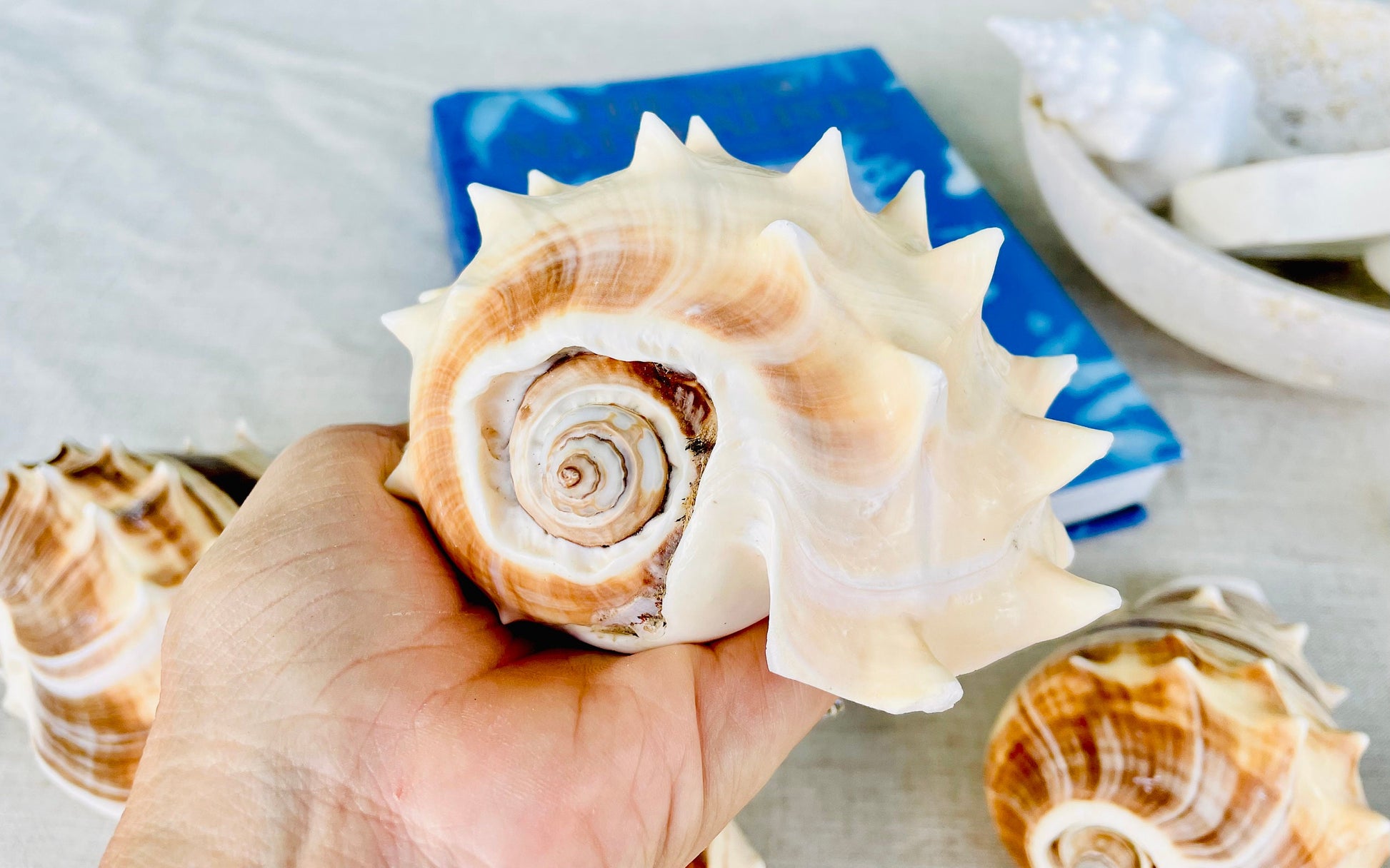 KING CROWN SHELLS *You Choose Color* 4-5" Natural Display Seashell Coastal Beach Home Décor Blonde Brown White Stripes Melongena Corona