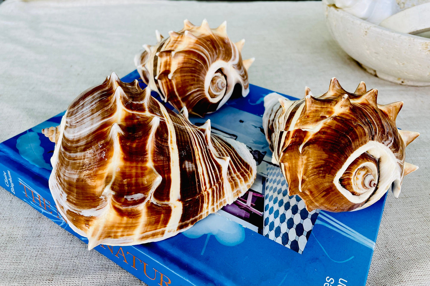 KING CROWN SHELLS *You Choose Color* 4-5" Natural Display Seashell Coastal Beach Home Décor Blonde Brown White Stripes Melongena Corona