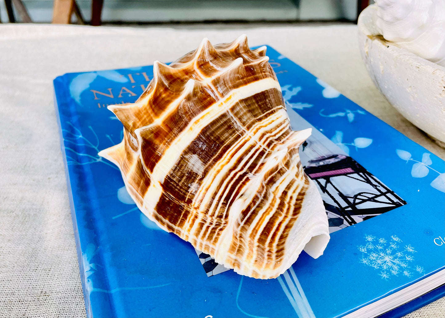 KING CROWN SHELLS *You Choose Color* 4-5" Natural Display Seashell Coastal Beach Home Décor Blonde Brown White Stripes Melongena Corona