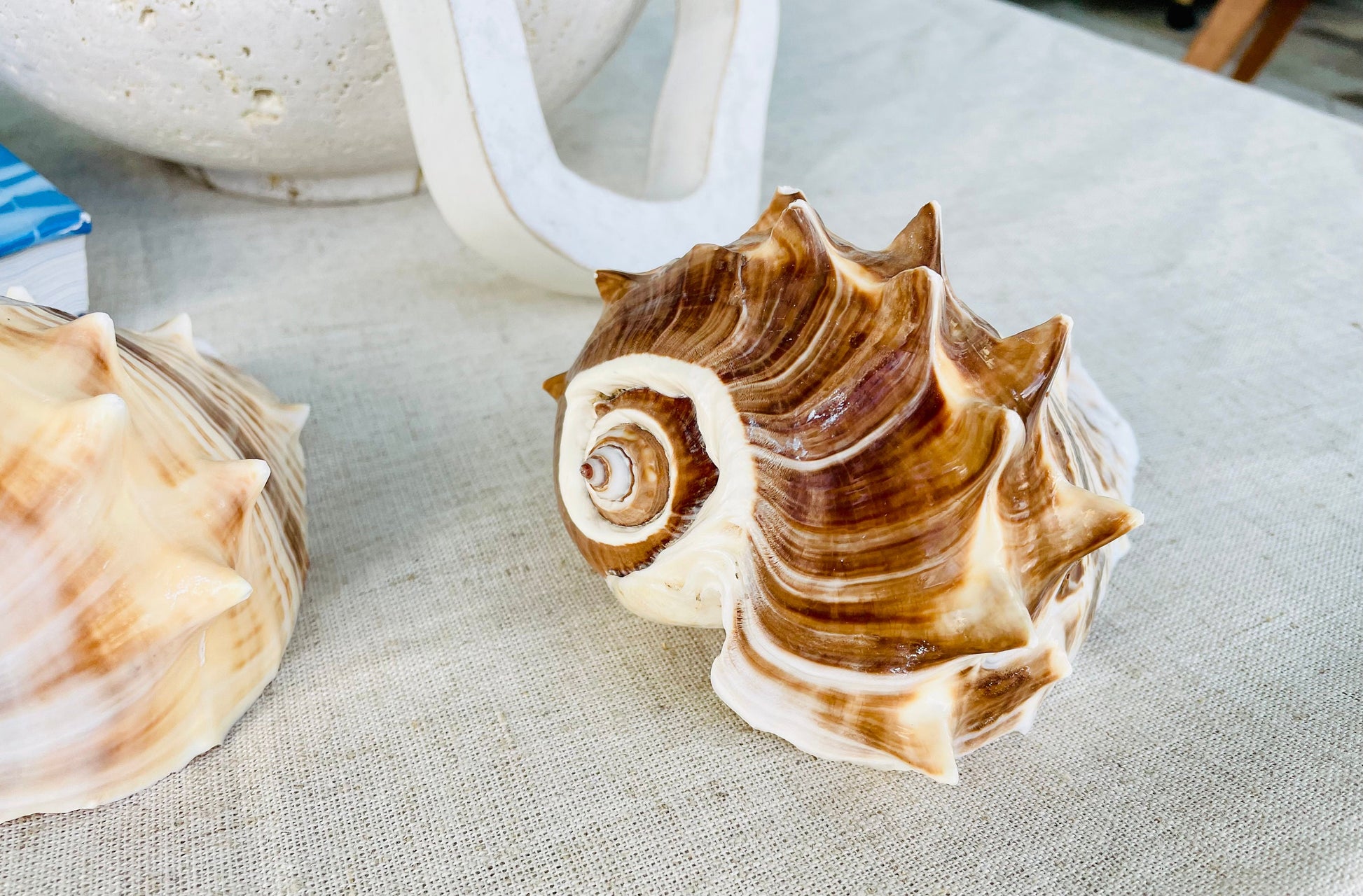 KING CROWN SHELLS *You Choose Color* 4-5" Natural Display Seashell Coastal Beach Home Décor Blonde Brown White Stripes Melongena Corona