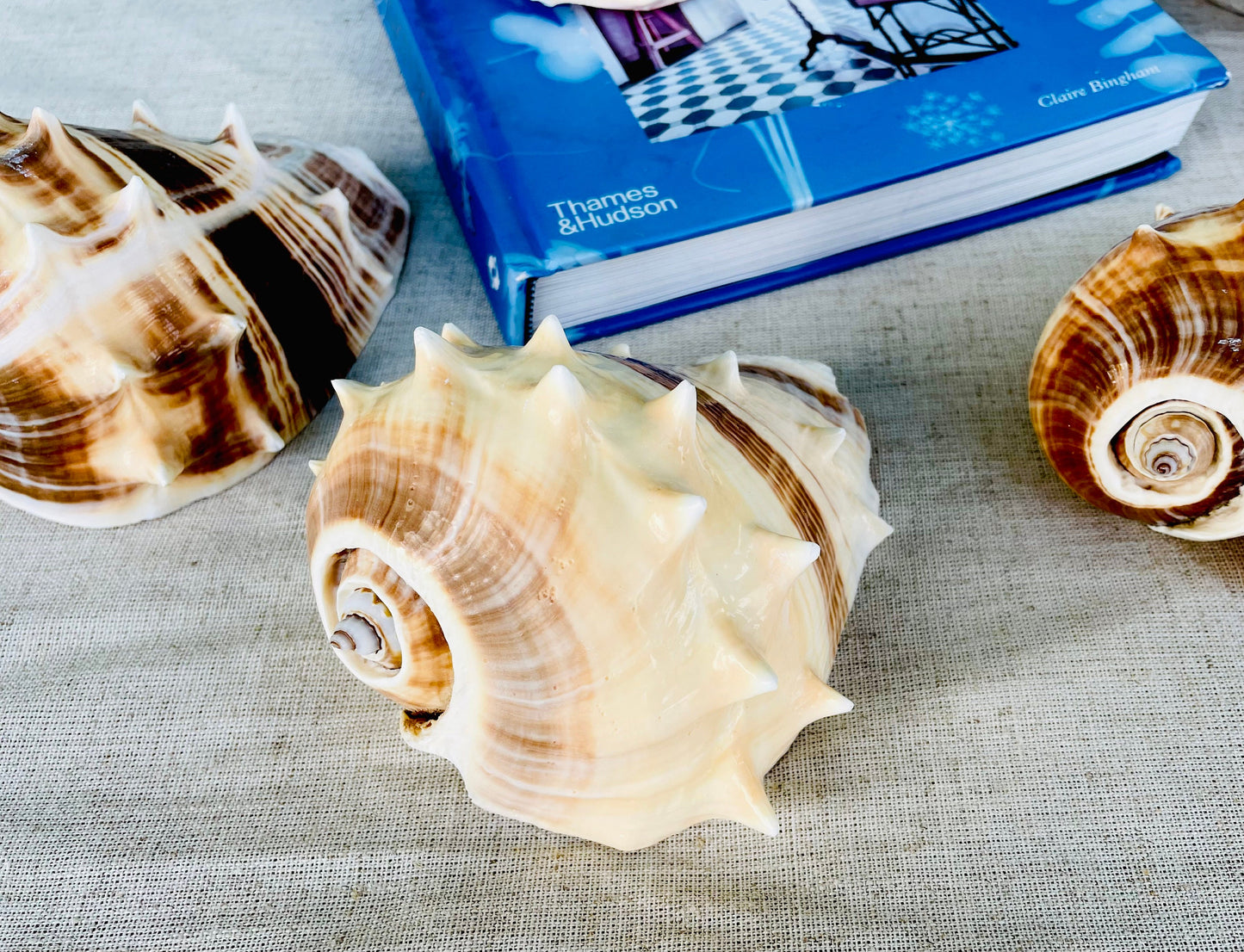 KING CROWN SHELLS *You Choose Color* 4-5" Natural Display Seashell Coastal Beach Home Décor Blonde Brown White Stripes Melongena Corona