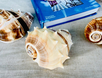 KING CROWN SHELLS *You Choose Color* 4-5" Natural Display Seashell Coastal Beach Home Décor Blonde Brown White Stripes Melongena Corona