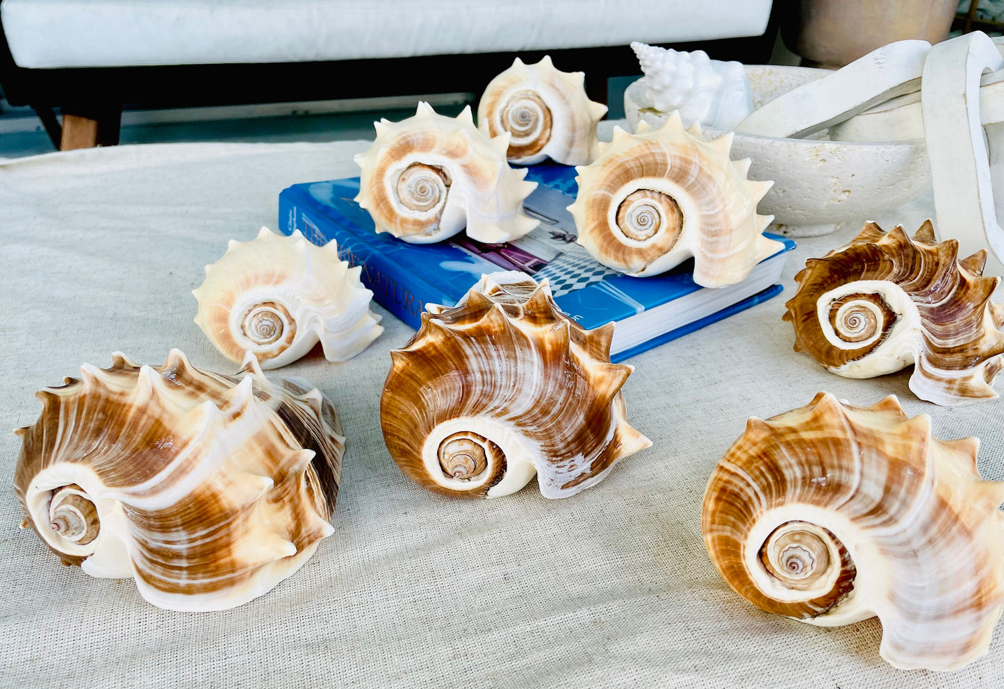 KING CROWN SHELLS *You Choose Color* 4-5" Natural Display Seashell Coastal Beach Home Décor Blonde Brown White Stripes Melongena Corona