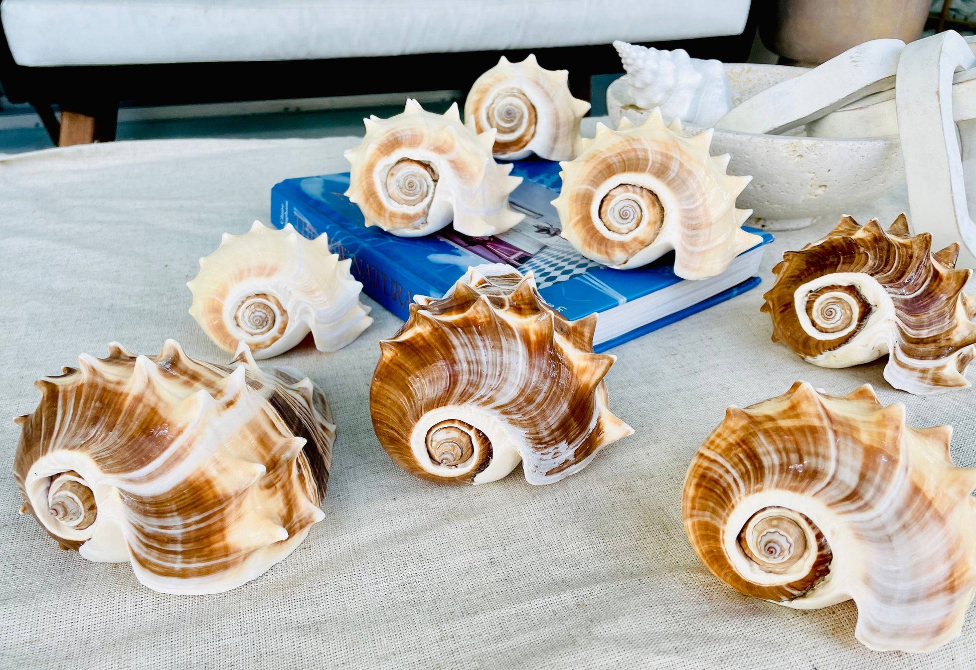 KING CROWN SHELLS *You Choose Color* 4-5" Natural Display Seashell Coastal Beach Home Décor Blonde Brown White Stripes Melongena Corona