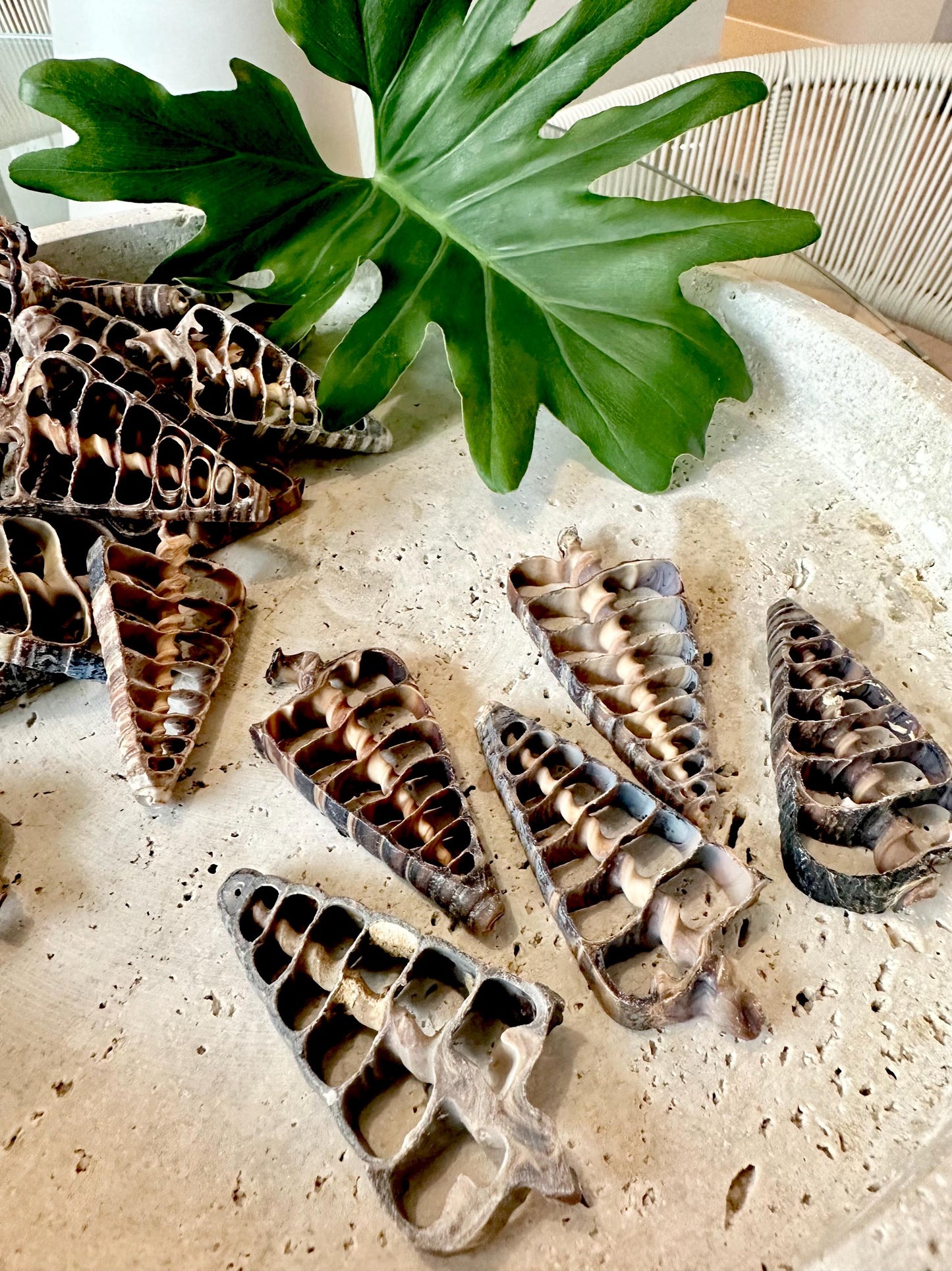 AUGER CENTER SLICES Cut Shells *You Choose Quantity* Christmas Tree Shaped 2.5-3" Telescope Center Cut Natural Brown Small Craft Shells