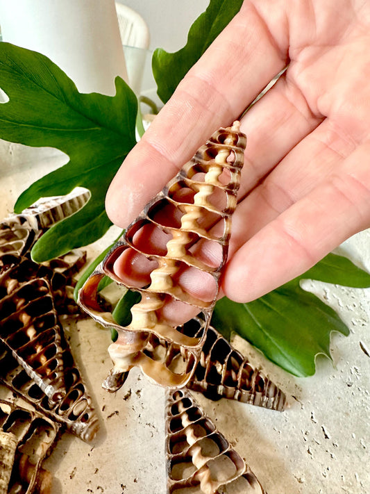 AUGER CENTER SLICES Cut Shells *You Choose Quantity* Christmas Tree Shaped 2.5-3" Telescope Center Cut Natural Brown Small Craft Shells