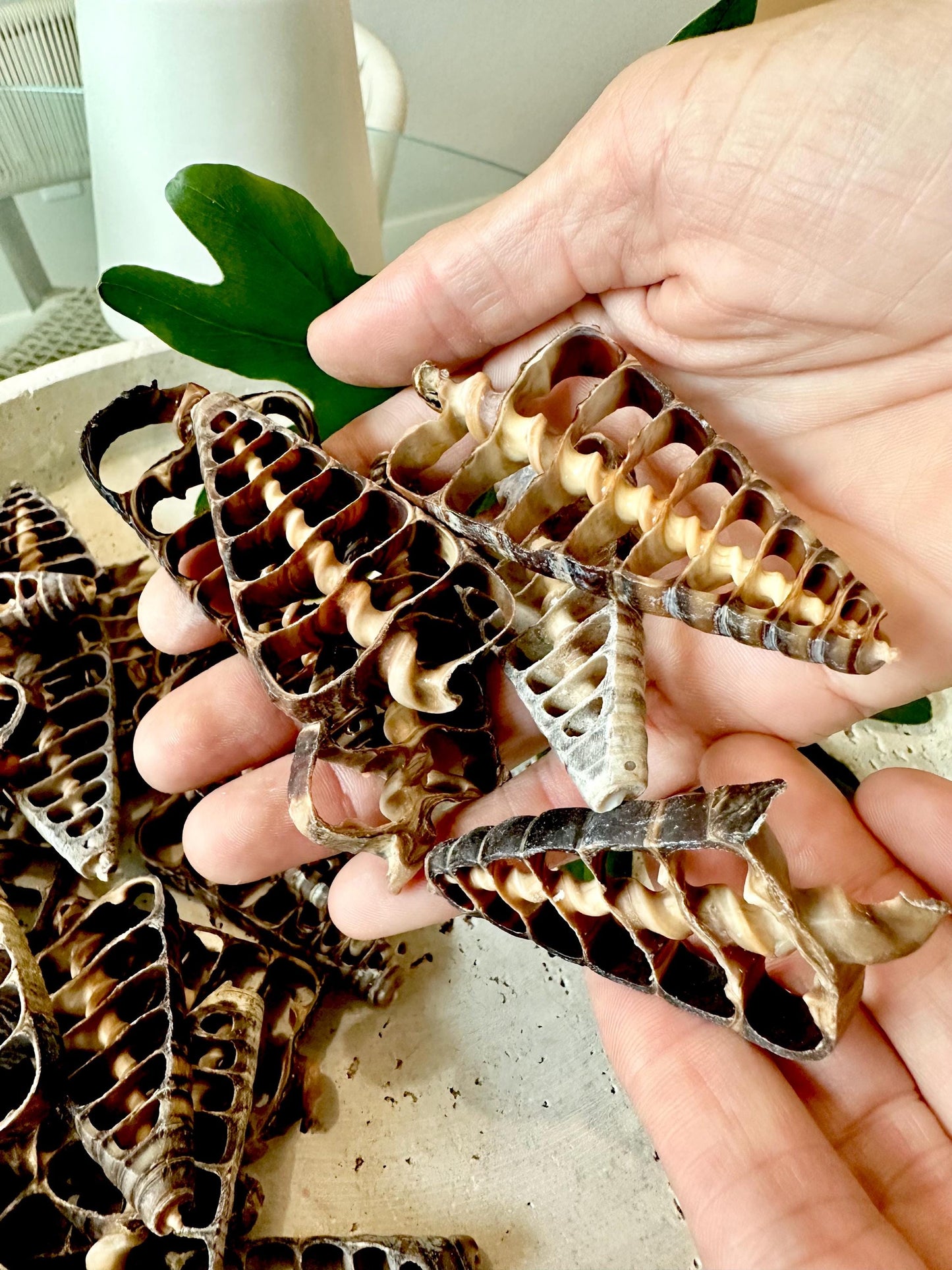 AUGER CENTER SLICES Cut Shells *You Choose Quantity* Christmas Tree Shaped 2.5-3" Telescope Center Cut Natural Brown Small Craft Shells