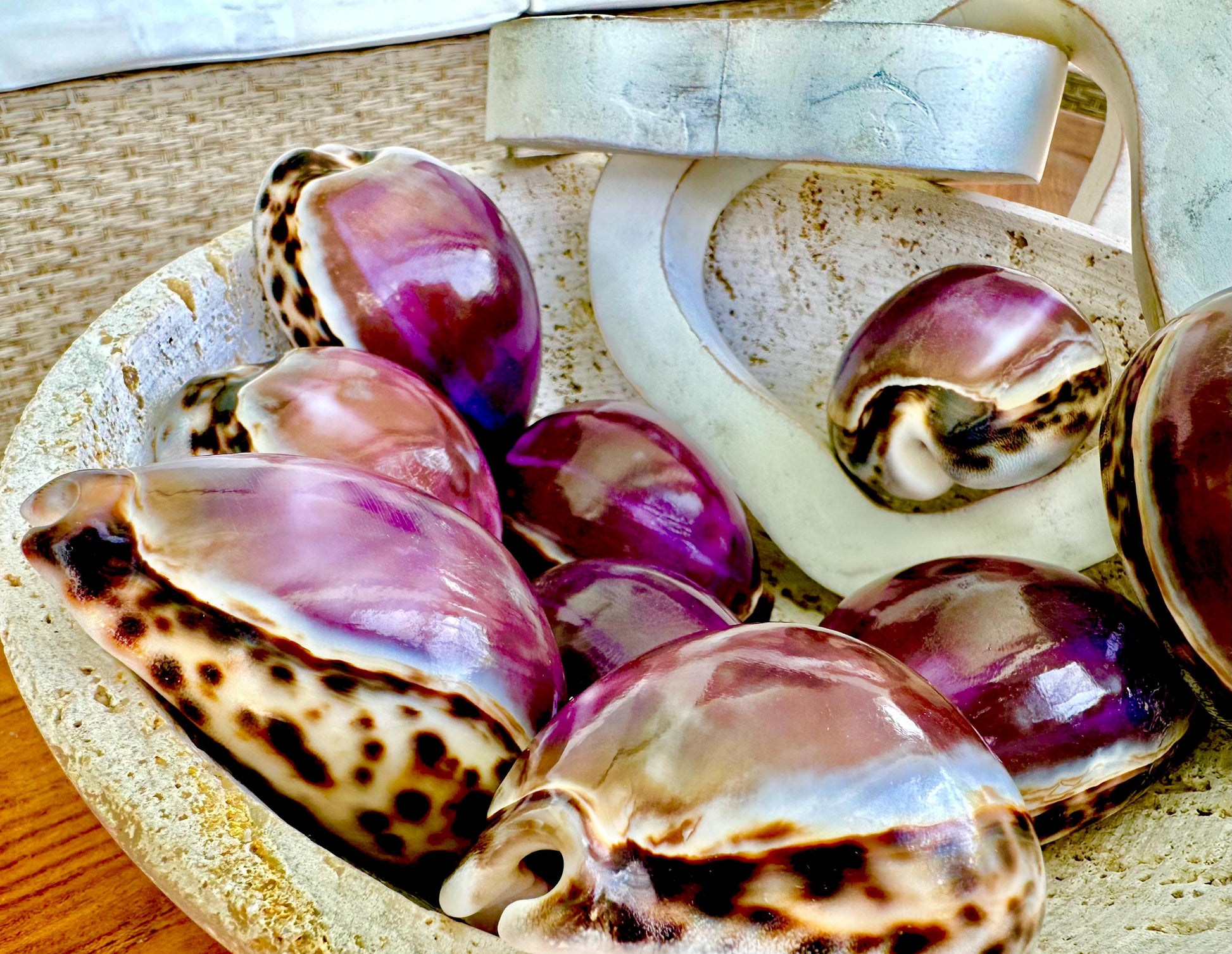 Big 3" Cowrie Shell White or Purple Top Tiger Cowry Spotted Display Shell Seashell Home Beach Nautical Coastal Crafts Art Décor