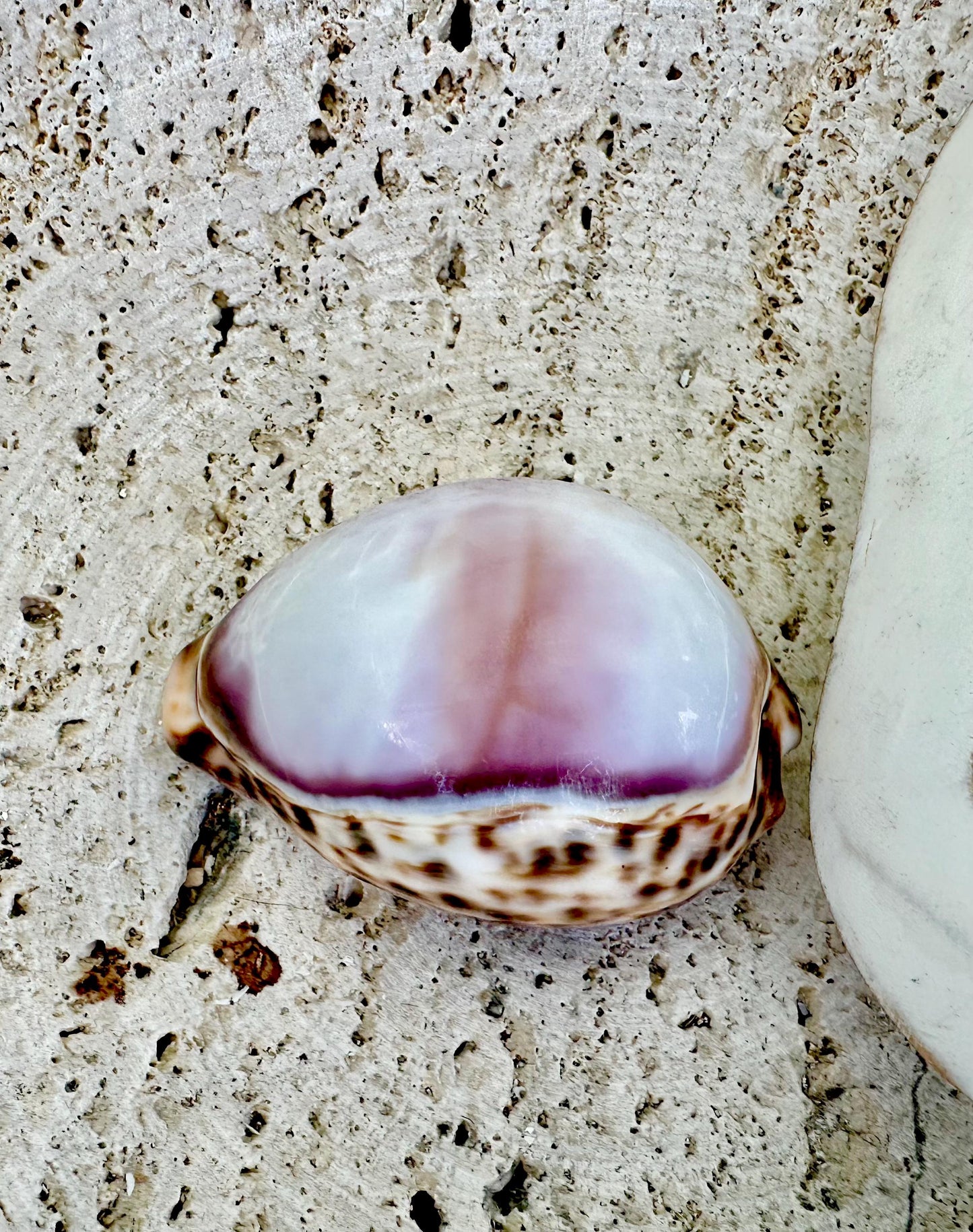 Big 3" Cowrie Shell White or Purple Top Tiger Cowry Spotted Display Shell Seashell Home Beach Nautical Coastal Crafts Art Décor
