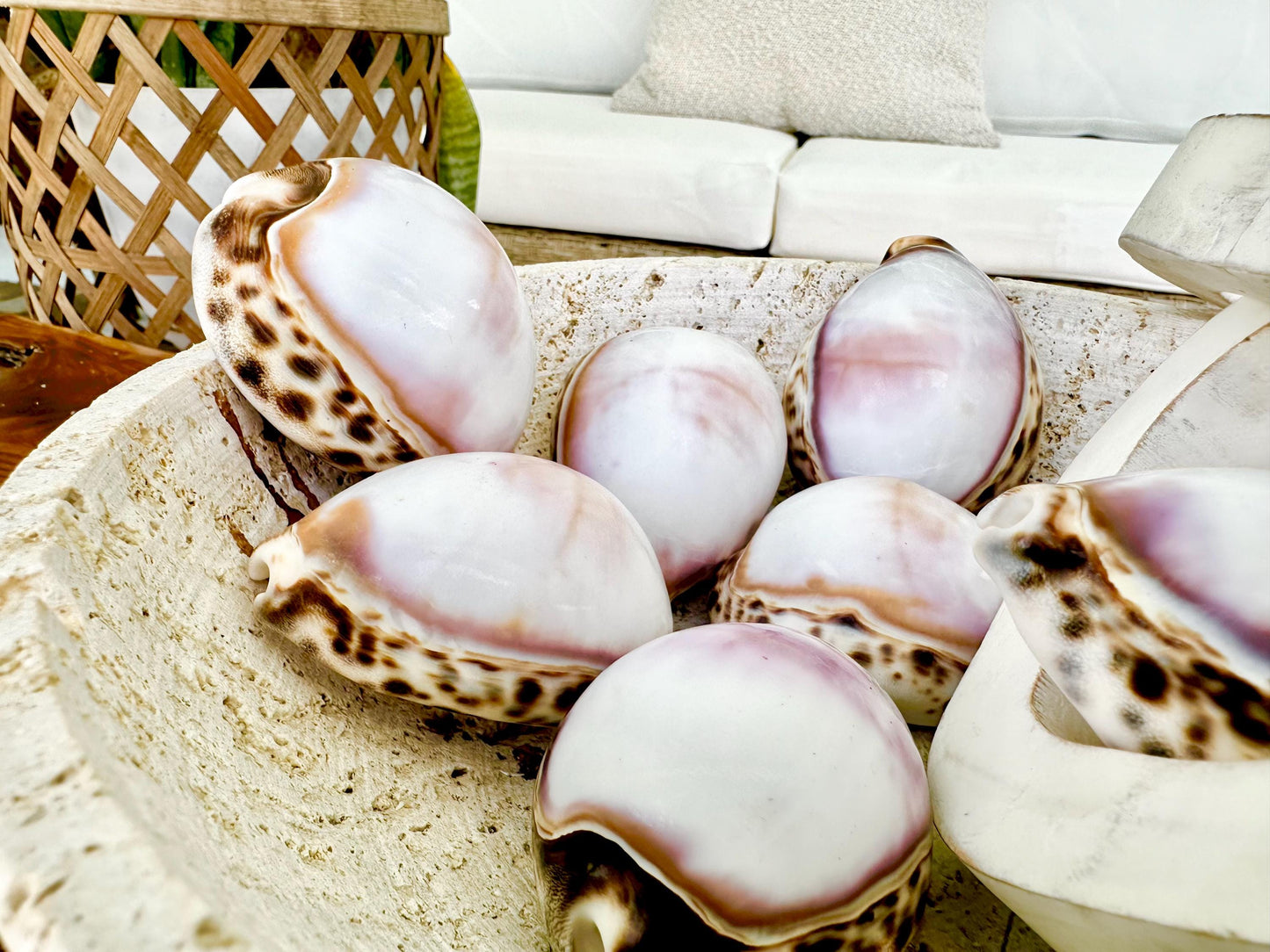 Big 3" Cowrie Shell White or Purple Top Tiger Cowry Spotted Display Shell Seashell Home Beach Nautical Coastal Crafts Art Décor