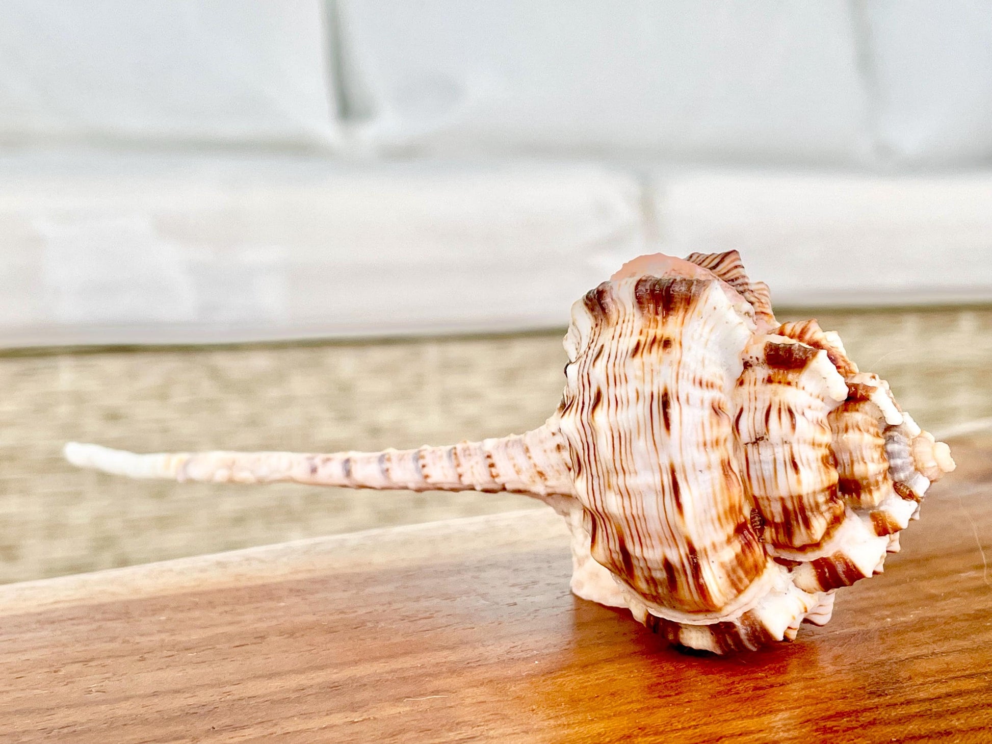 SNIPES BILL MUREX Shells *All Sizes* Natural Pink Brown White Display Seashell Coastal Crafts Décor