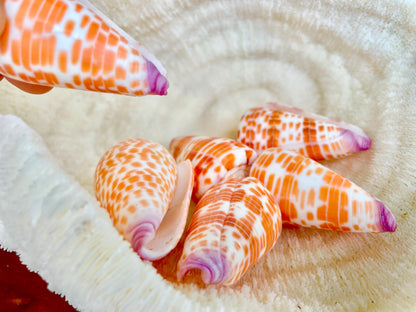 XL Purple Tip Tessellate Cone Seashell 2 - 2.25" Spotted Orange Conus Tessellatus Unique Pattern Display Coastal Ocean Home Décor