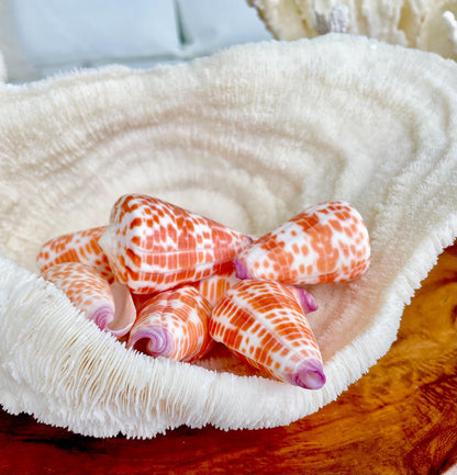 XL Purple Tip Tessellate Cone Seashell 2 - 2.25" Spotted Orange Conus Tessellatus Unique Pattern Display Coastal Ocean Home Décor