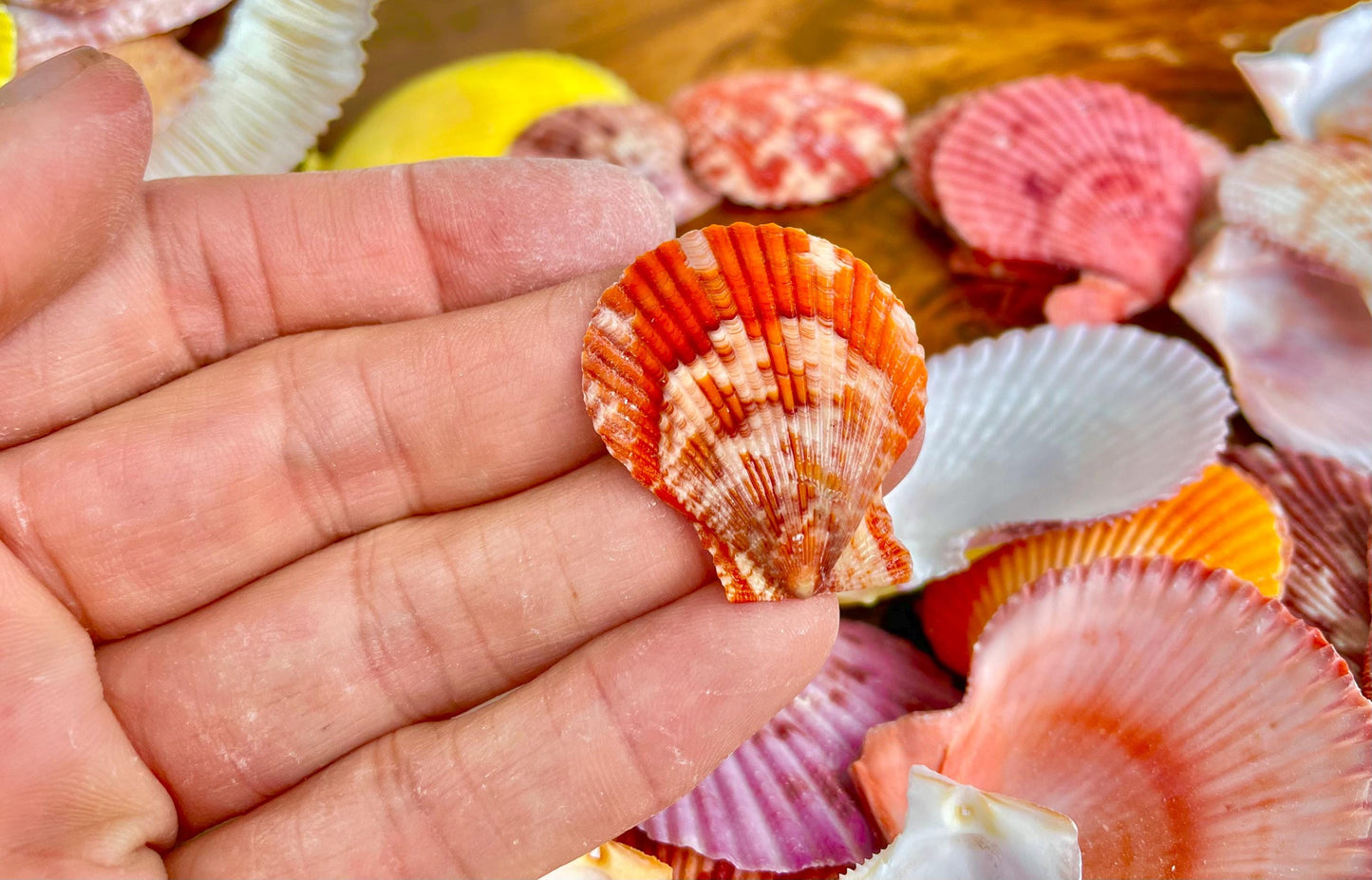 1.5-2" YOU PICK QUANTITY Premium Quality Hand Picked Colorful Pecten Nobilis Scallop Sea Shells Craft Coastal Beach Home Décor Seashells