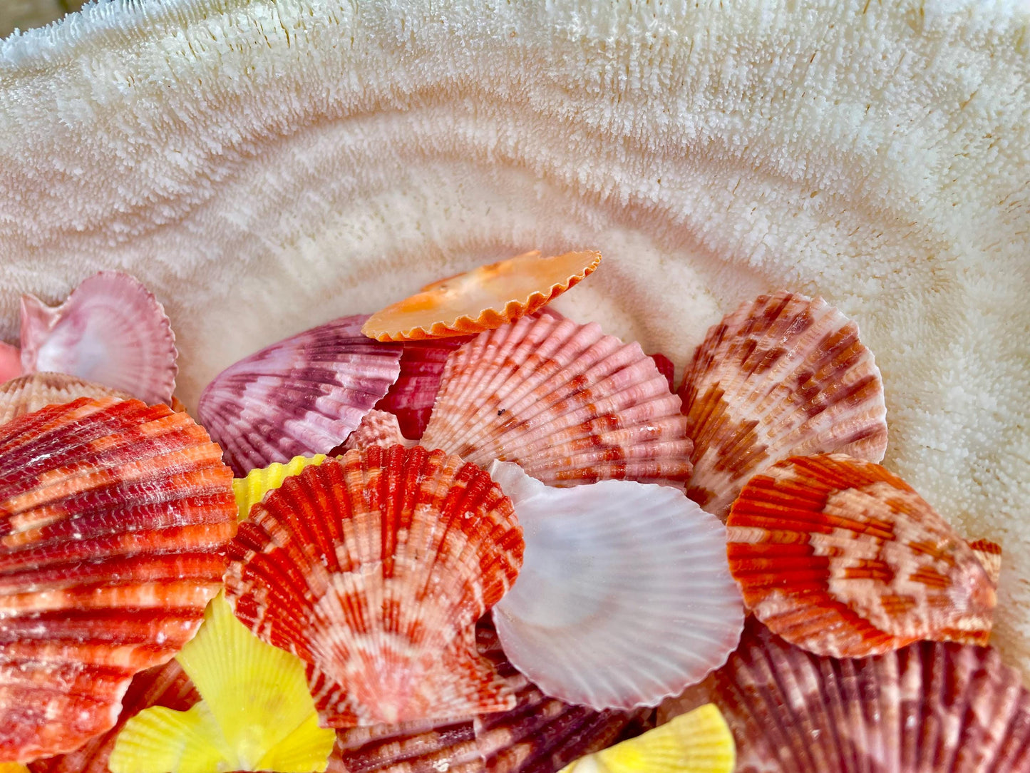 PECTEN NOBILIS SCALLOP Shells *You Choose Quantity* 1.5-2" Natural Assorted Colors Small Craft Seashells Coastal Beach Home Décor