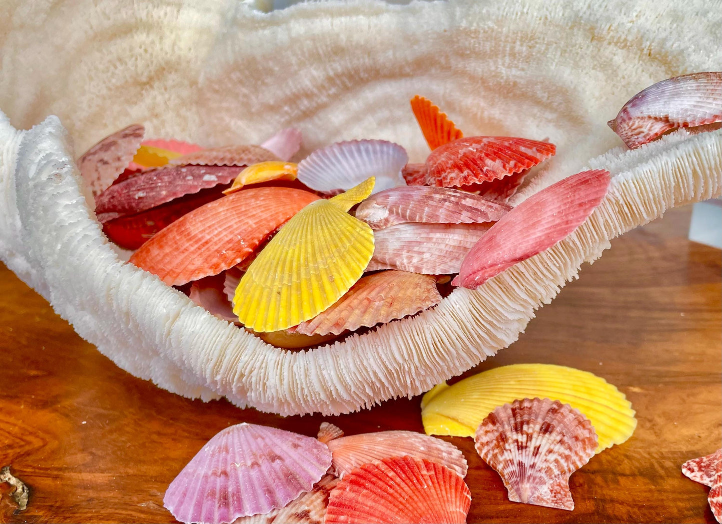 1.5-2" YOU PICK QUANTITY Premium Quality Hand Picked Colorful Pecten Nobilis Scallop Sea Shells Craft Coastal Beach Home Décor Seashells