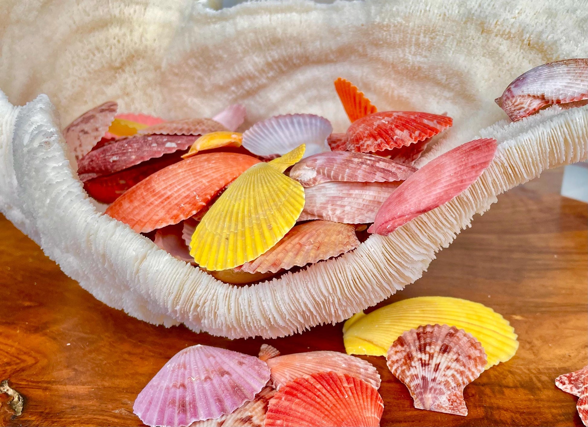 1.5-2" YOU PICK QUANTITY Premium Quality Hand Picked Colorful Pecten Nobilis Scallop Sea Shells Craft Coastal Beach Home Décor Seashells