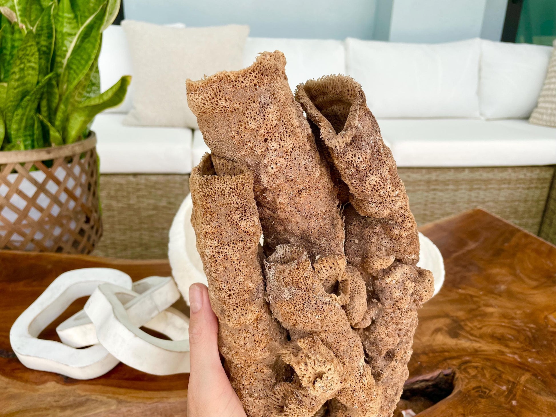 Stove Pipe Tube Sea Sponge Genuine 8-12" Beach Ocean Sea Coastal Home Décor Craft Brown Rope Candle Cylinder Organ Hole Tall Long