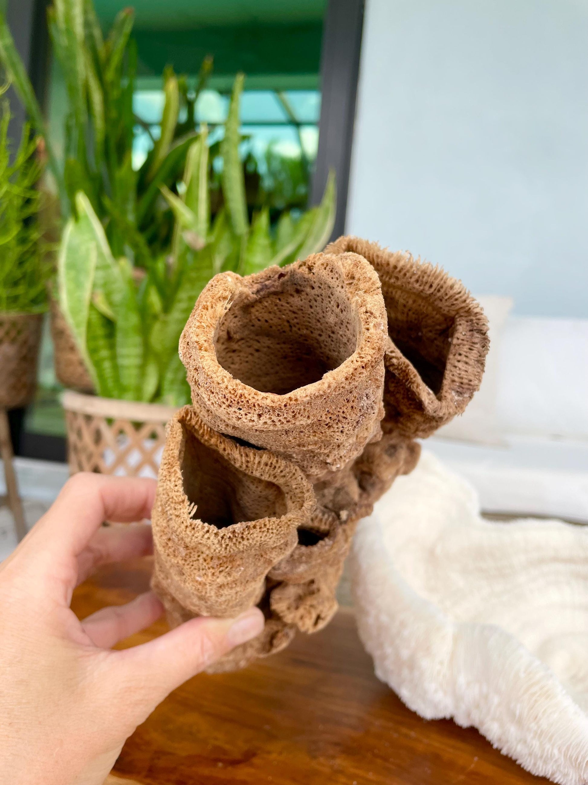 Stove Pipe Tube Sea Sponge Genuine 8-12" Beach Ocean Sea Coastal Home Décor Craft Brown Rope Candle Cylinder Organ Hole Tall Long