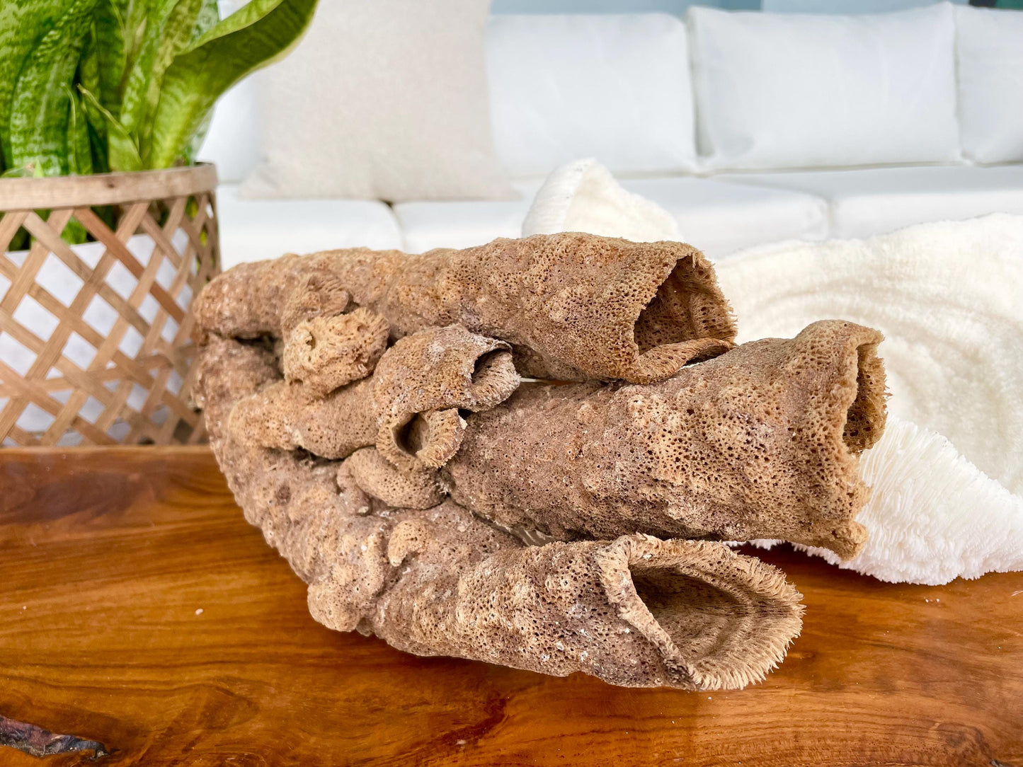 Stove Pipe Tube Sea Sponge Genuine 8-12" Beach Ocean Sea Coastal Home Décor Craft Brown Rope Candle Cylinder Organ Hole Tall Long