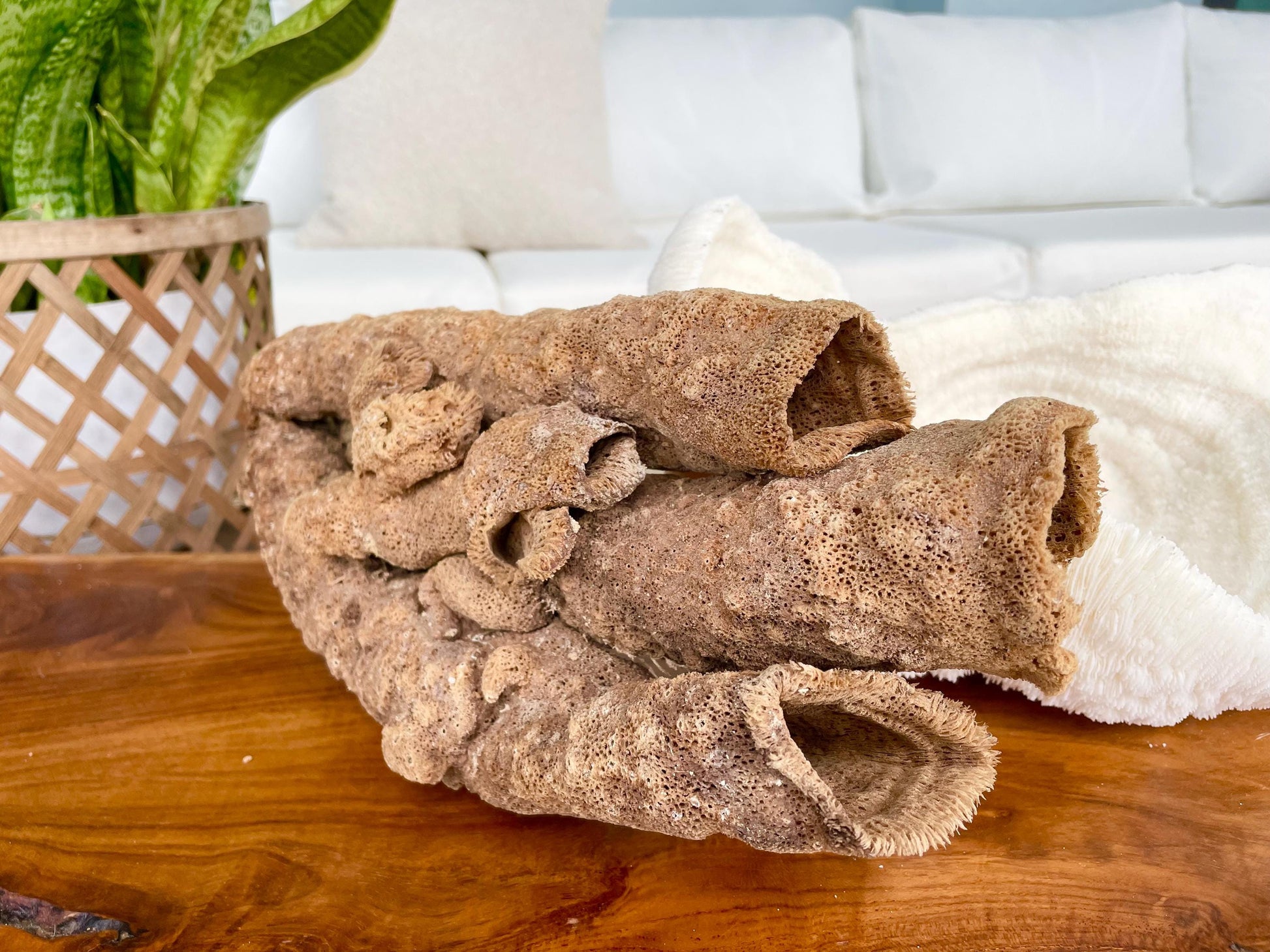 Stove Pipe Tube Sea Sponge Genuine 8-12" Beach Ocean Sea Coastal Home Décor Craft Brown Rope Candle Cylinder Organ Hole Tall Long