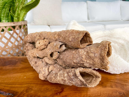 Stove Pipe Tube Sea Sponge Genuine 8-12" Beach Ocean Sea Coastal Home Décor Craft Brown Rope Candle Cylinder Organ Hole Tall Long