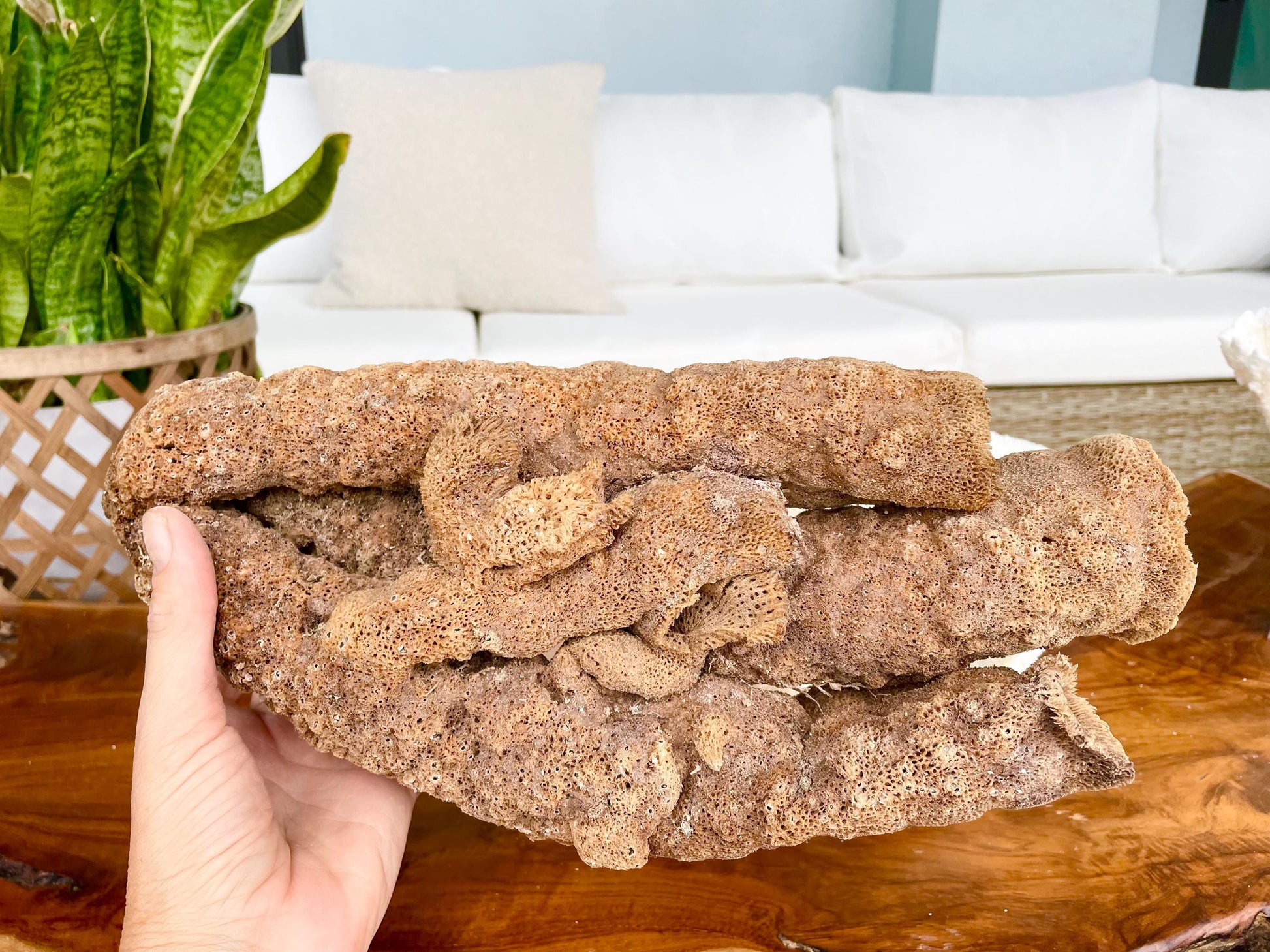 Stove Pipe Tube Sea Sponge Genuine 8-12" Beach Ocean Sea Coastal Home Décor Craft Brown Rope Candle Cylinder Organ Hole Tall Long