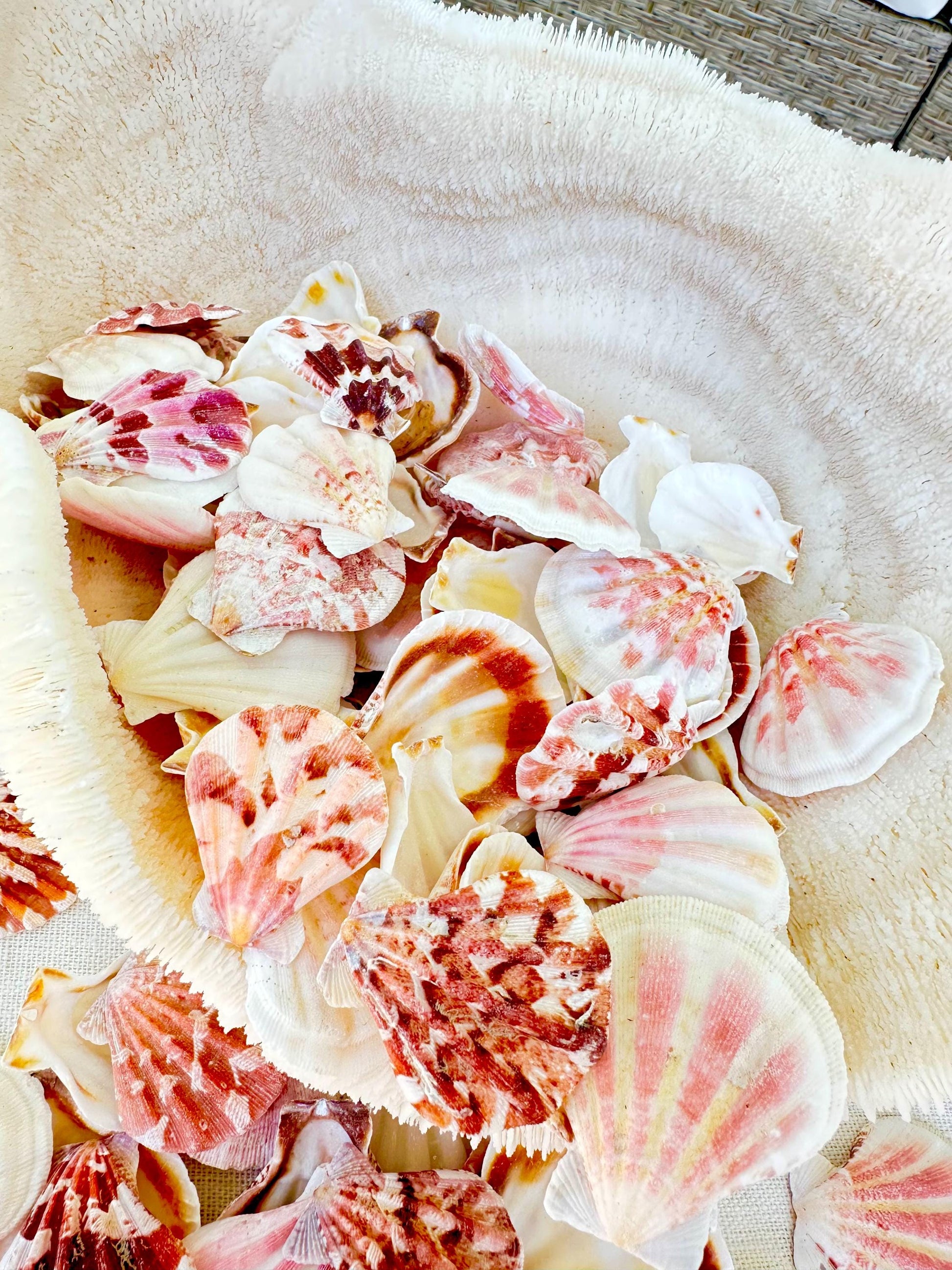 PECTEN AMICULUM SCALLOPS Shells 1.5"-1.75" *You Choose Quantity* Colorful Crafts Seashells