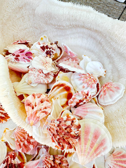 PECTEN AMICULUM SCALLOPS Shells 1.5"-1.75" *You Choose Quantity* Colorful Crafts Seashells