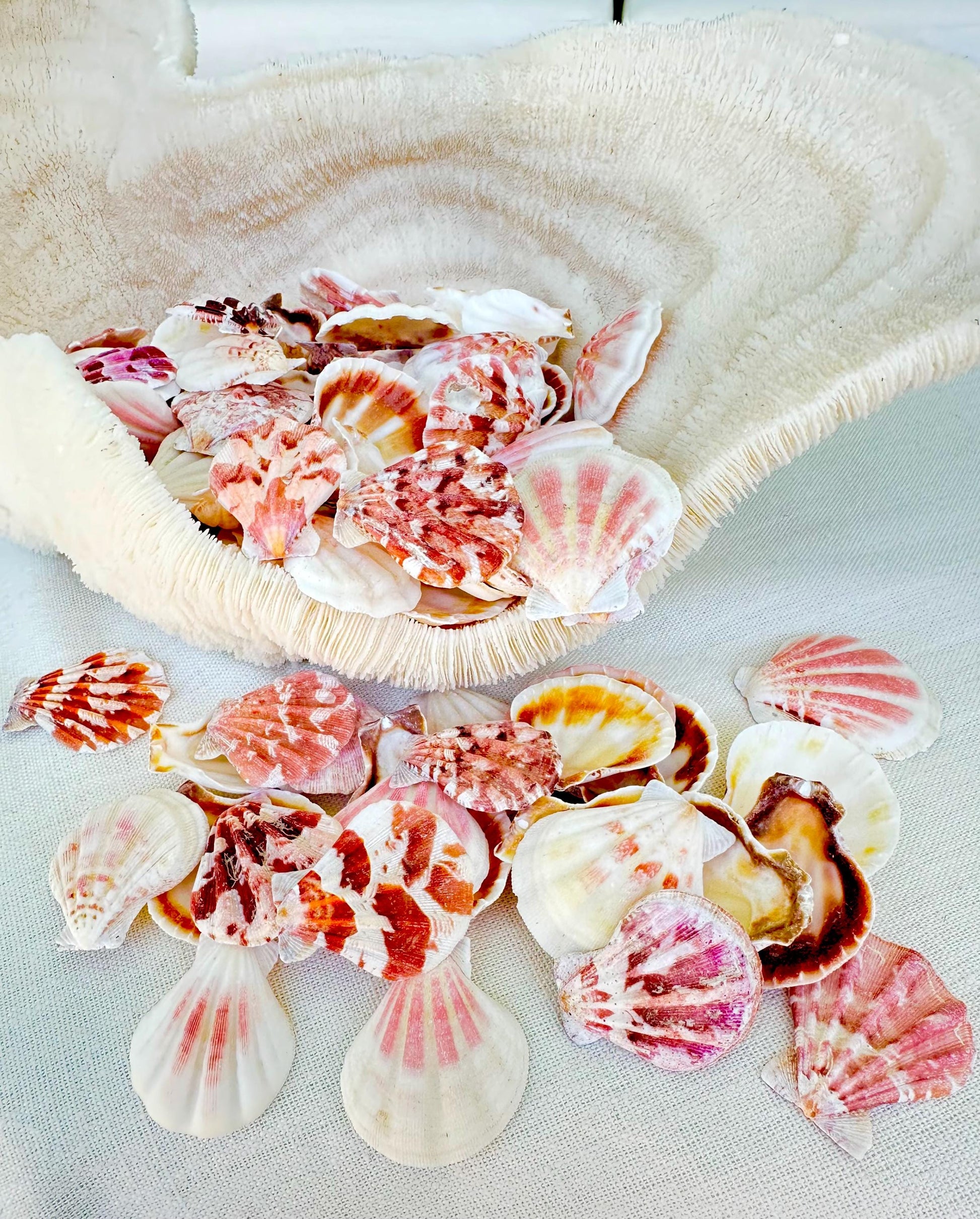 PECTEN AMICULUM SCALLOPS Shells *You Choose Quantity* 1.5"-1.75" Natural Colorful Small Fan Shaped Craft Seashell Coastal Beach Home Décor