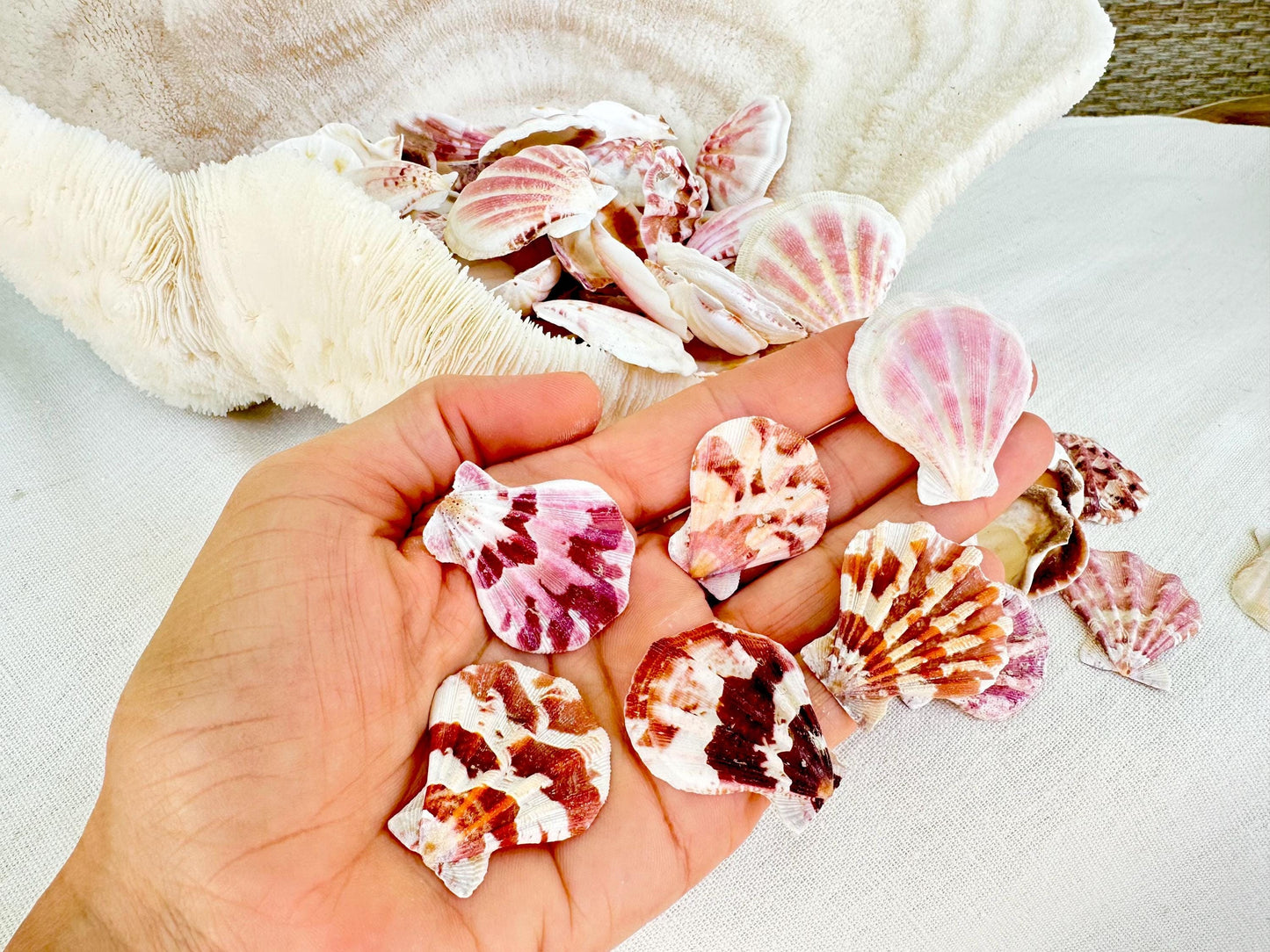 PECTEN AMICULUM SCALLOPS Shells 1.5"-1.75" *You Choose Quantity* Colorful Crafts Seashells