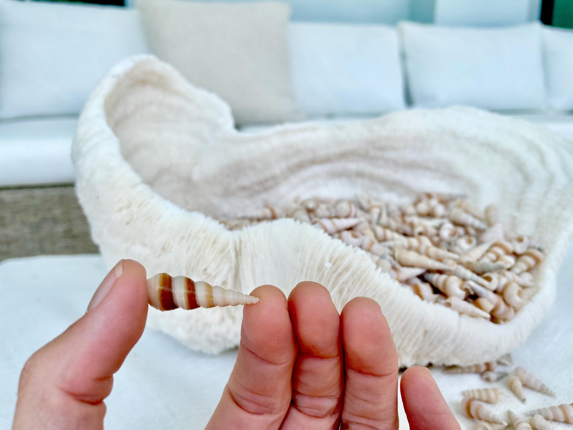 TINY TURRITELLA SHELLS Unicorn Horn* You Choose Quantity* .75-1.25" Natural Craft Seashells Purple Beige White Auger Mini Screw Coastal