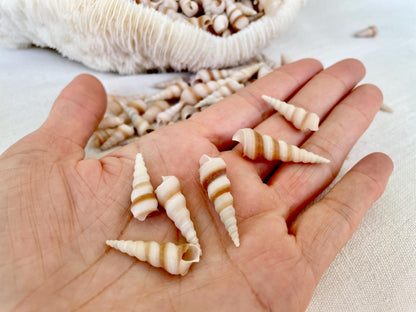 TINY TURRITELLA SHELLS Unicorn Horn .75-1.25" *You Choose Quantity* Craft Seashells Purple Beige