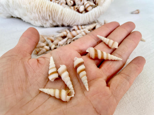 TINY TURRITELLA SHELLS Unicorn Horn* You Choose Quantity* .75-1.25" Natural Craft Seashells Purple Beige White Auger Mini Screw Coastal