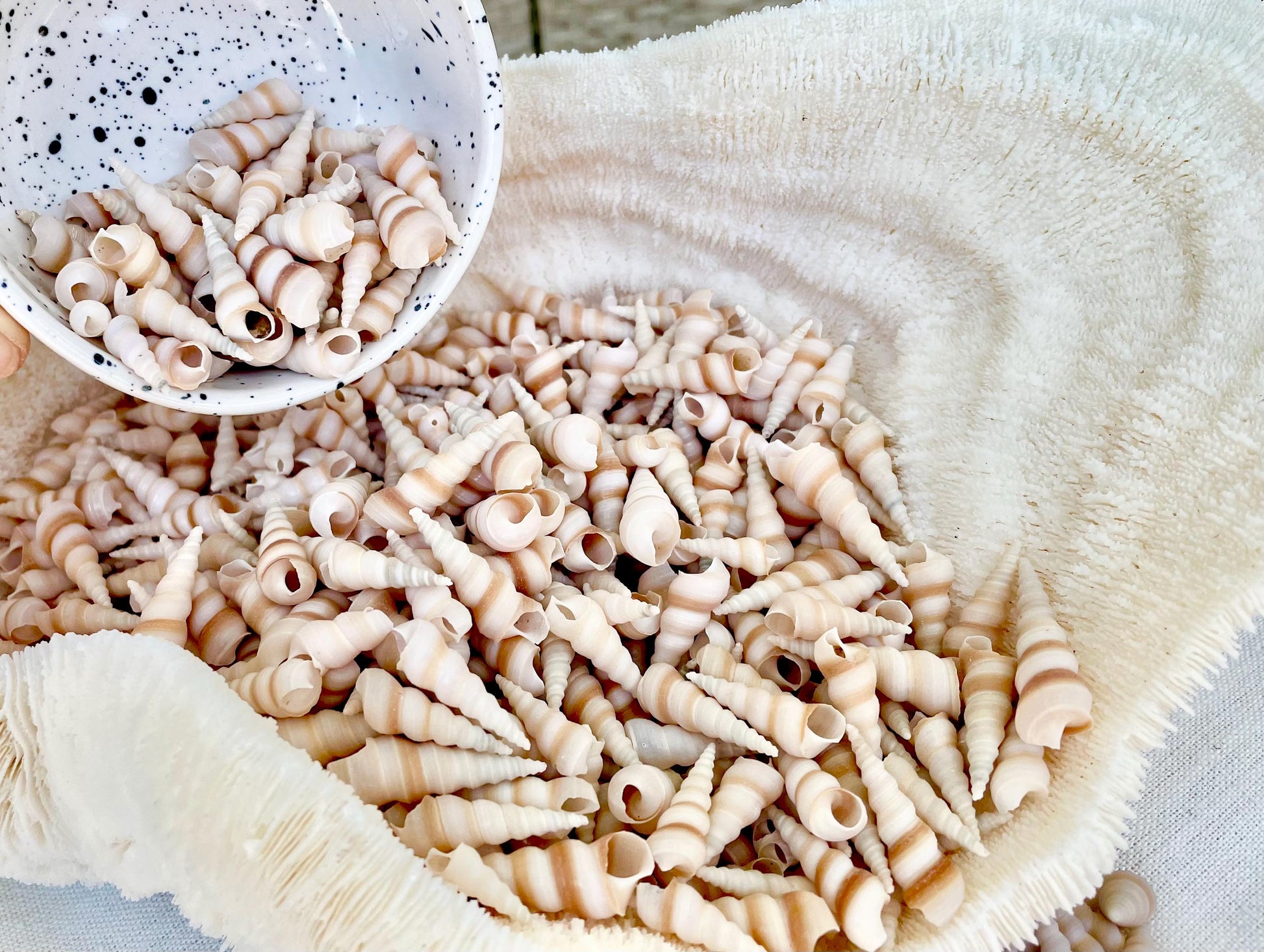 TINY TURRITELLA SHELLS Unicorn Horn* You Choose Quantity* .75-1.25" Natural Craft Seashells Purple Beige White Auger Mini Screw Coastal