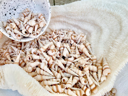 TINY TURRITELLA SHELLS Unicorn Horn* You Choose Quantity* .75-1.25" Natural Craft Seashells Purple Beige White Auger Mini Screw Coastal