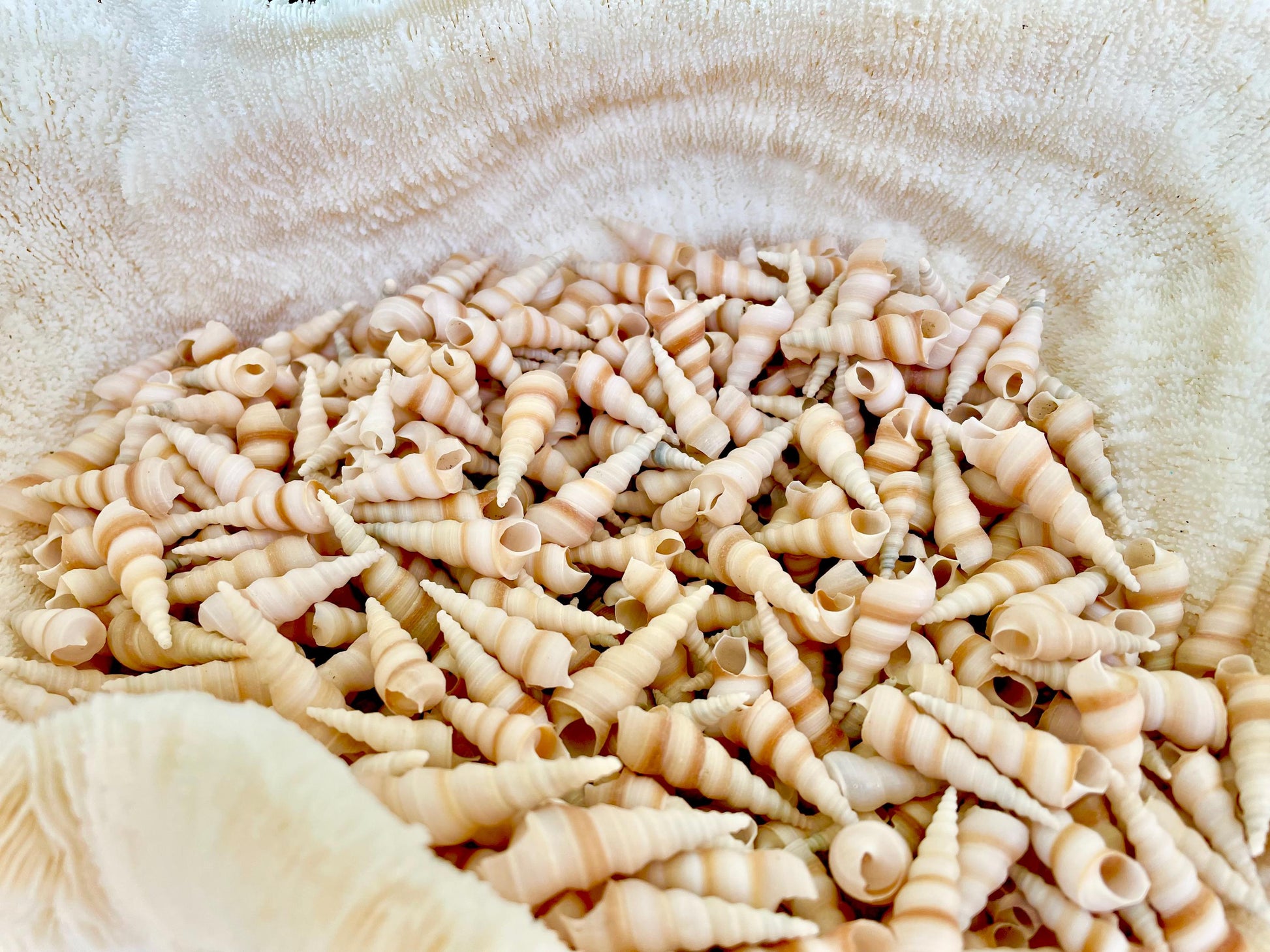 TINY TURRITELLA SHELLS Unicorn Horn* You Choose Quantity* .75-1.25" Natural Craft Seashells Purple Beige White Auger Mini Screw Coastal