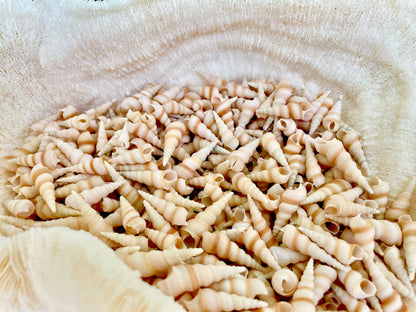 TINY TURRITELLA SHELLS Unicorn Horn* You Choose Quantity* .75-1.25" Natural Craft Seashells Purple Beige White Auger Mini Screw Coastal