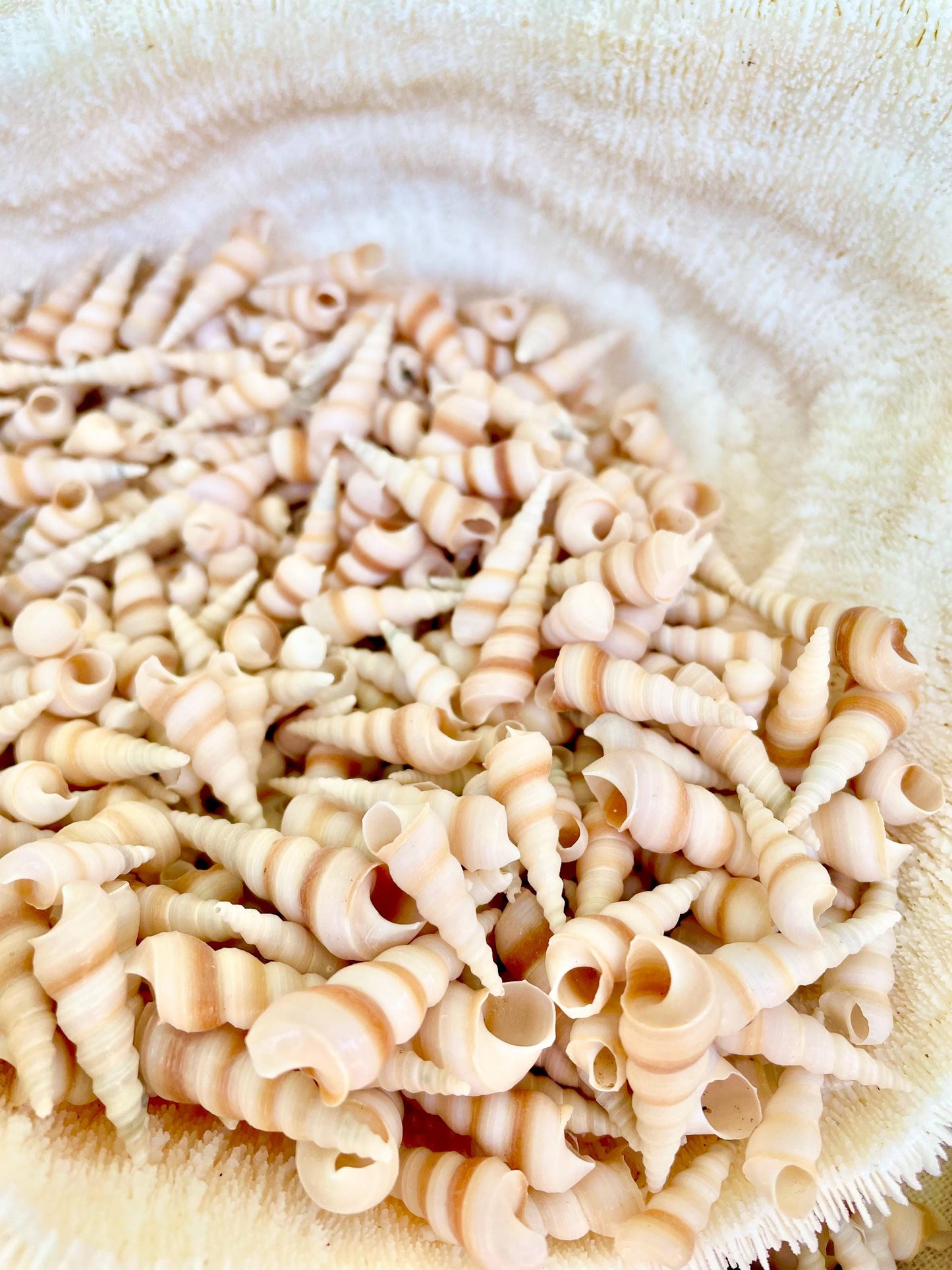 TINY TURRITELLA SHELLS Unicorn Horn* You Choose Quantity* .75-1.25" Natural Craft Seashells Purple Beige White Auger Mini Screw Coastal