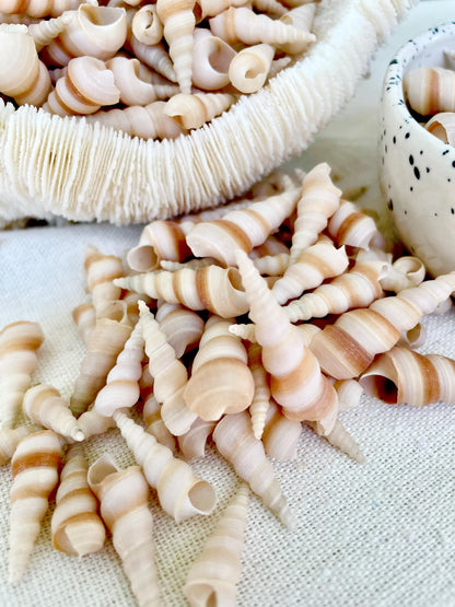 TINY TURRITELLA SHELLS Unicorn Horn .75-1.25" *You Choose Quantity* Craft Seashells Purple Beige