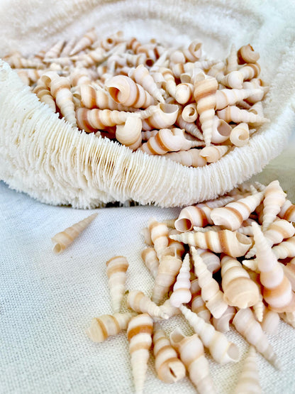 TINY TURRITELLA SHELLS Unicorn Horn* You Choose Quantity* .75-1.25" Natural Craft Seashells Purple Beige White Auger Mini Screw Coastal