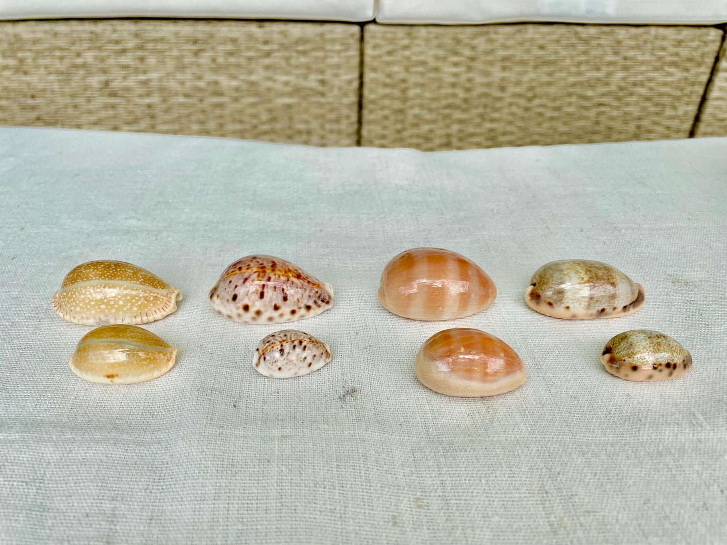 All Types COWRIE Cowry Shells Polished Shiny Spotted Lines 3/4" to 2" Seashells Crafts Jewelry Erosa Lynx Carneola Caurica Tan Beige Brown